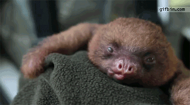 cute_baby_sloth_yawns-833-1.gif